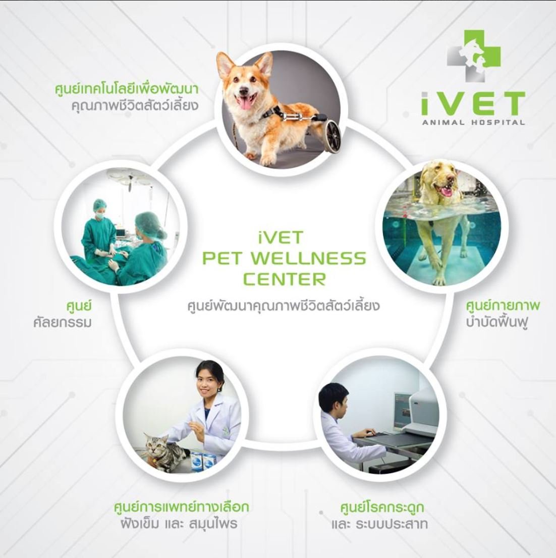 iVET Pet Wellness Center ศูนย์รักษาสัตว์เลี้ยงที่มากกว่าการรักษา